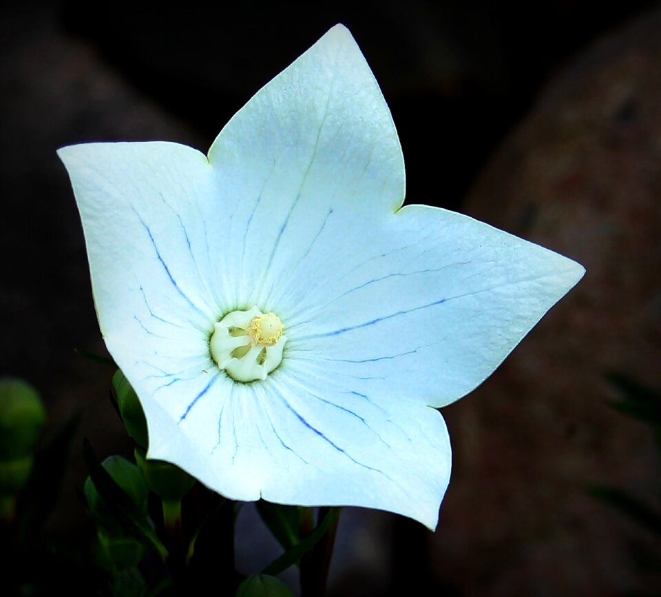 Ornamental flower flower garden