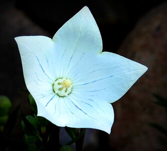 Ornamental flower flower garden photo