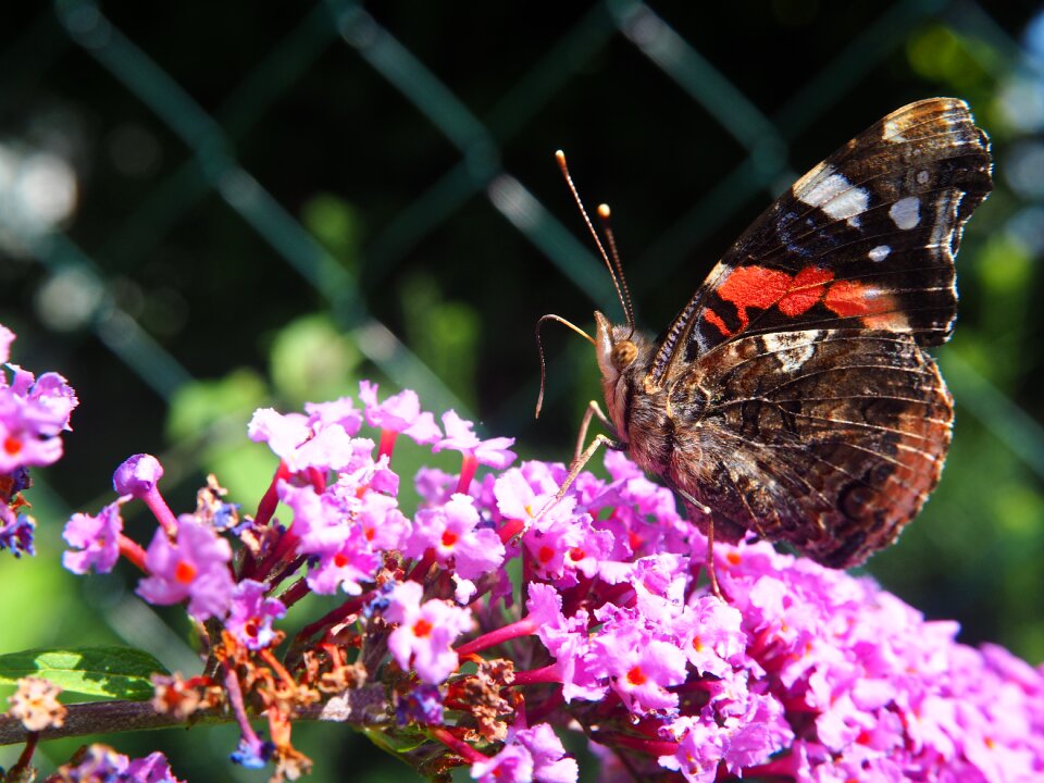 Bloom nature summer