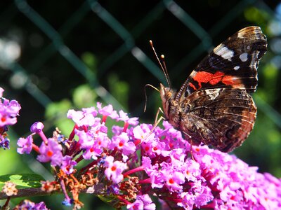 Bloom nature summer
