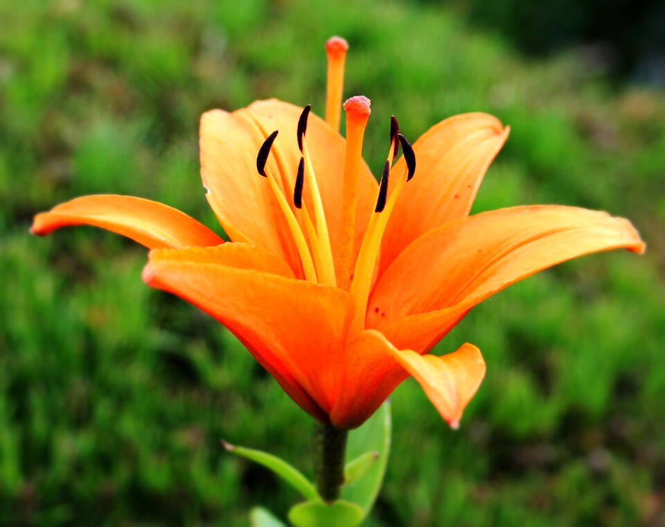 Blossom bloom orange