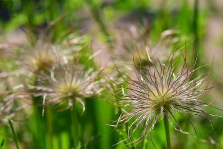Flower nature common pasque flower