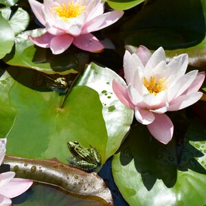 Pond flower lily