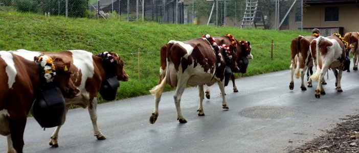 DSC06909 