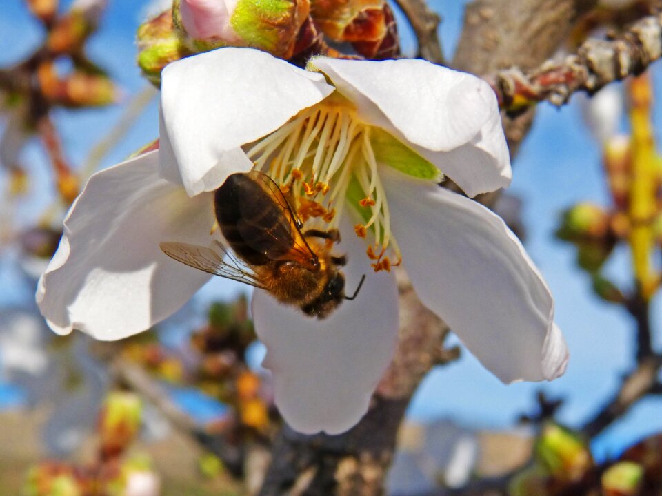 Bee almond flower libar