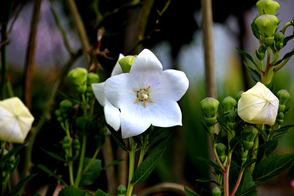 Flower garden white