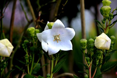 Flower garden white photo