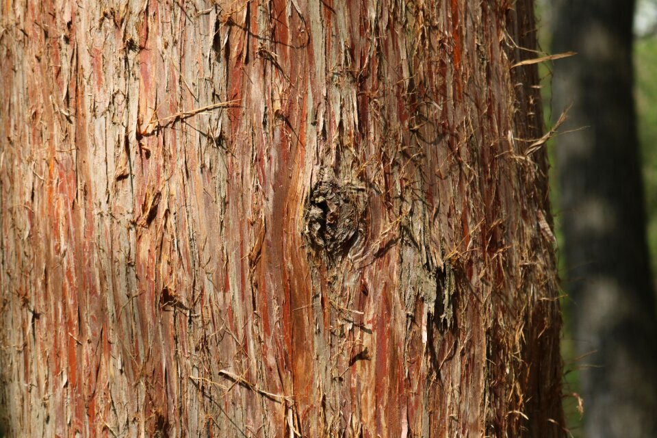 Wood rough log