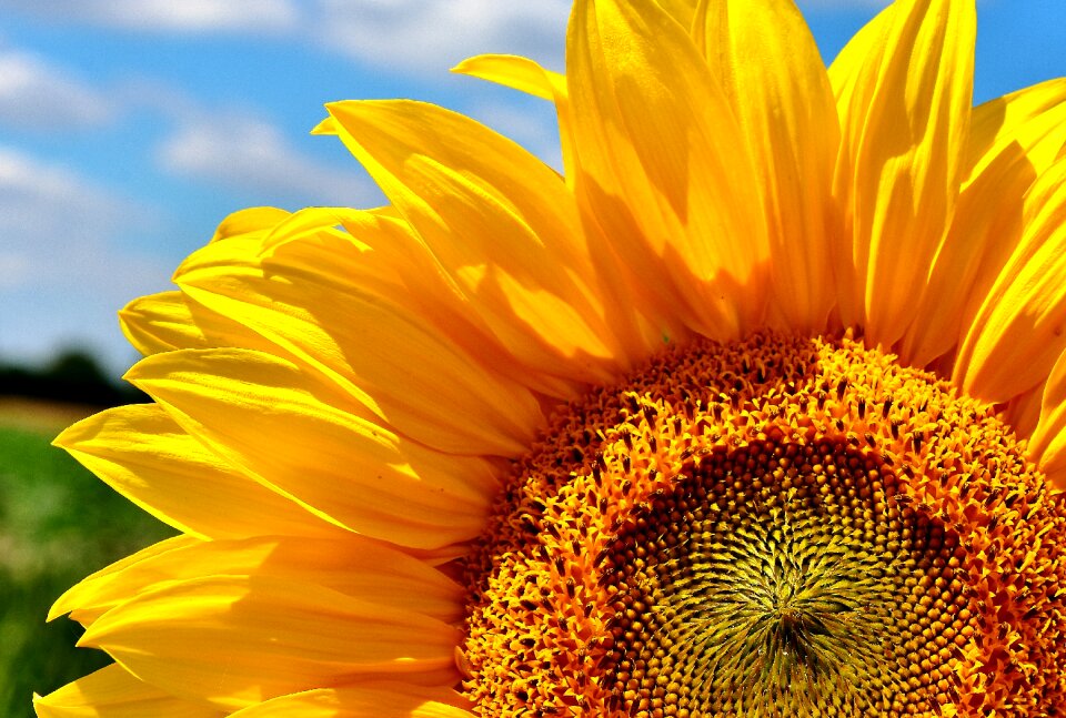 Blossom bloom yellow