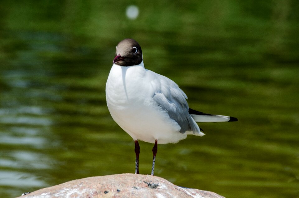 Water bird nature wild birds