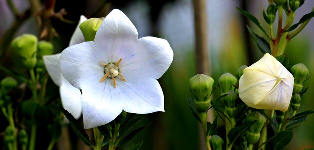 Ornamental flower flower garden photo