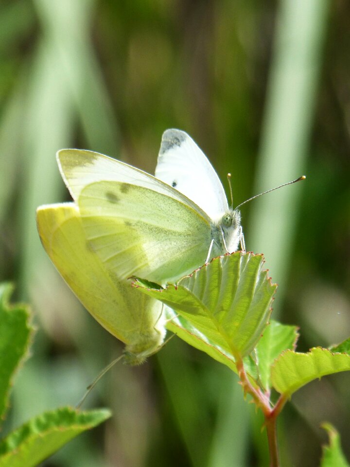 Leaf couple playback bugs insects mating