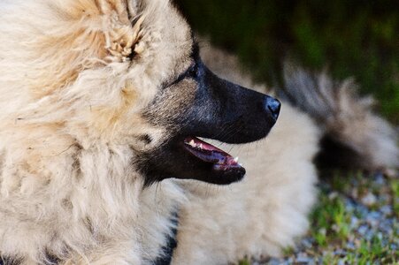 Animal cute sweet