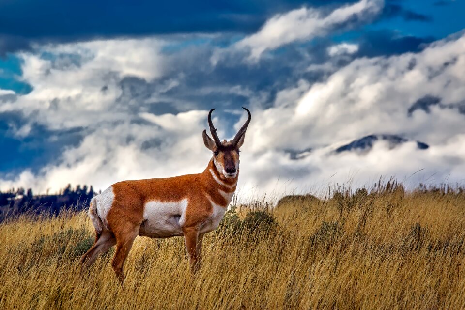 Yellowstone national park sky