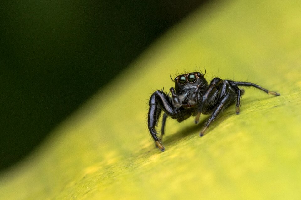 Nature animal spider