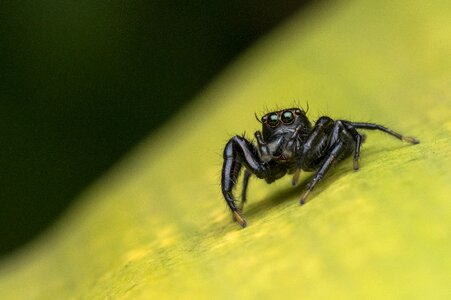 Nature animal spider
