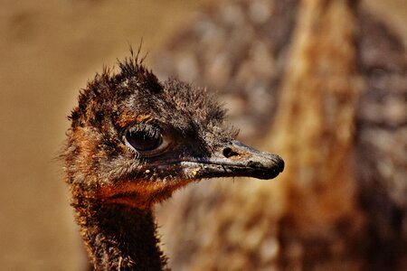 Cute funny animal
