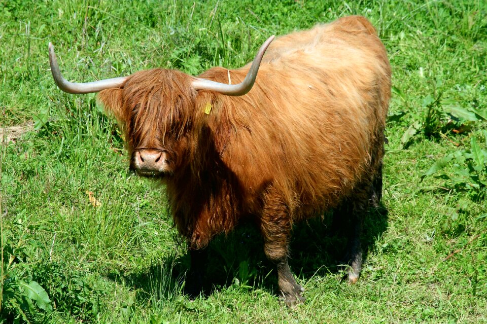 Agriculture horns pasture