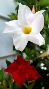 DSC02950 
