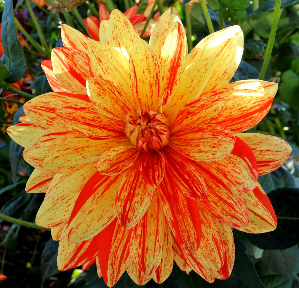 DSC02936 