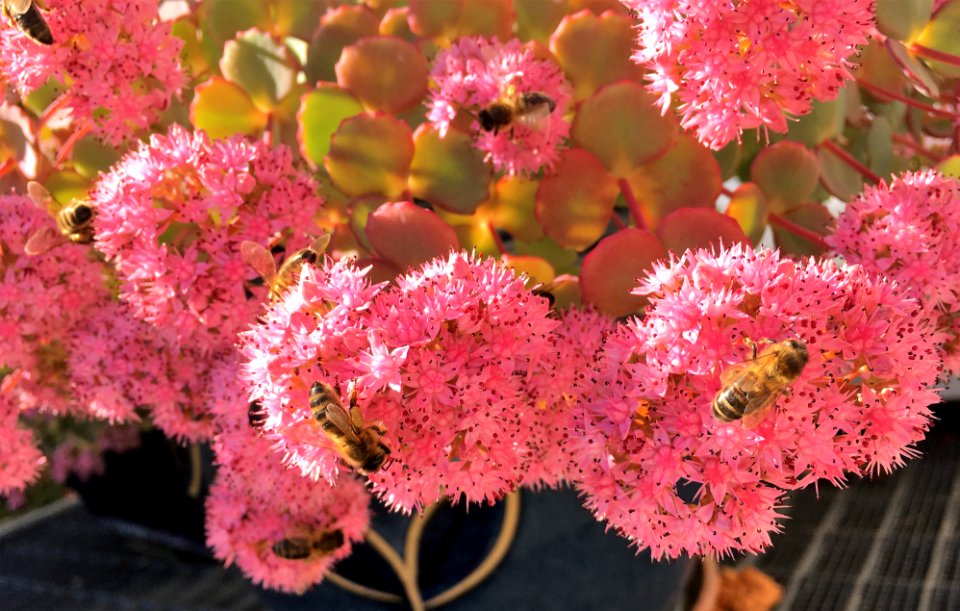 Bienen 10 
