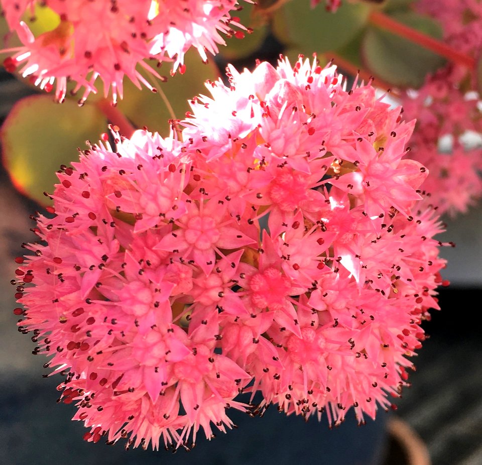 Bienen 5 