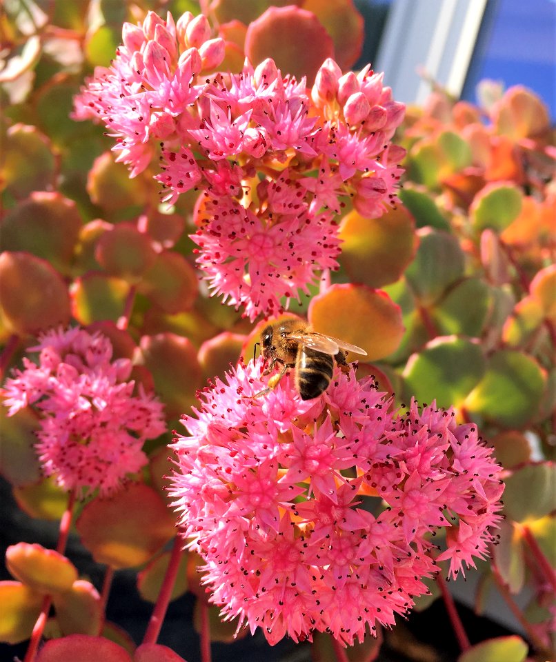 Bienen 7 