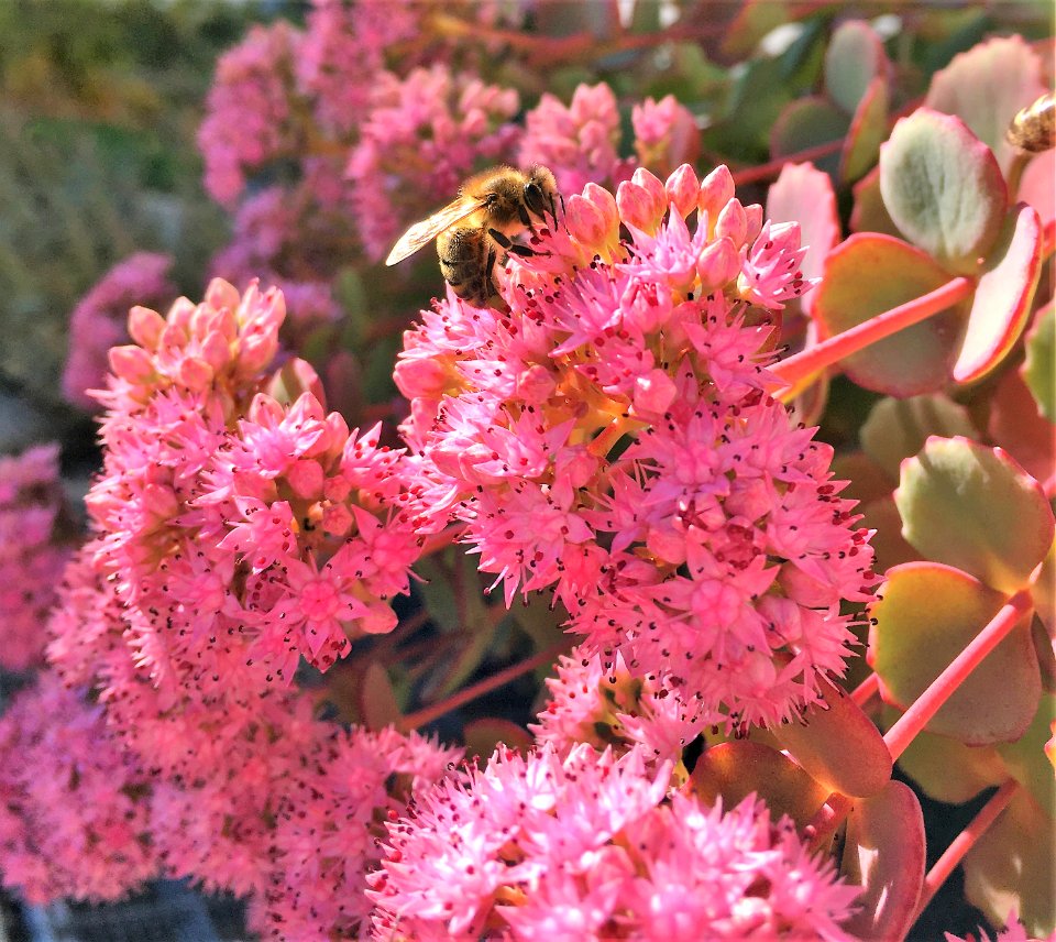 Bienen 2 
