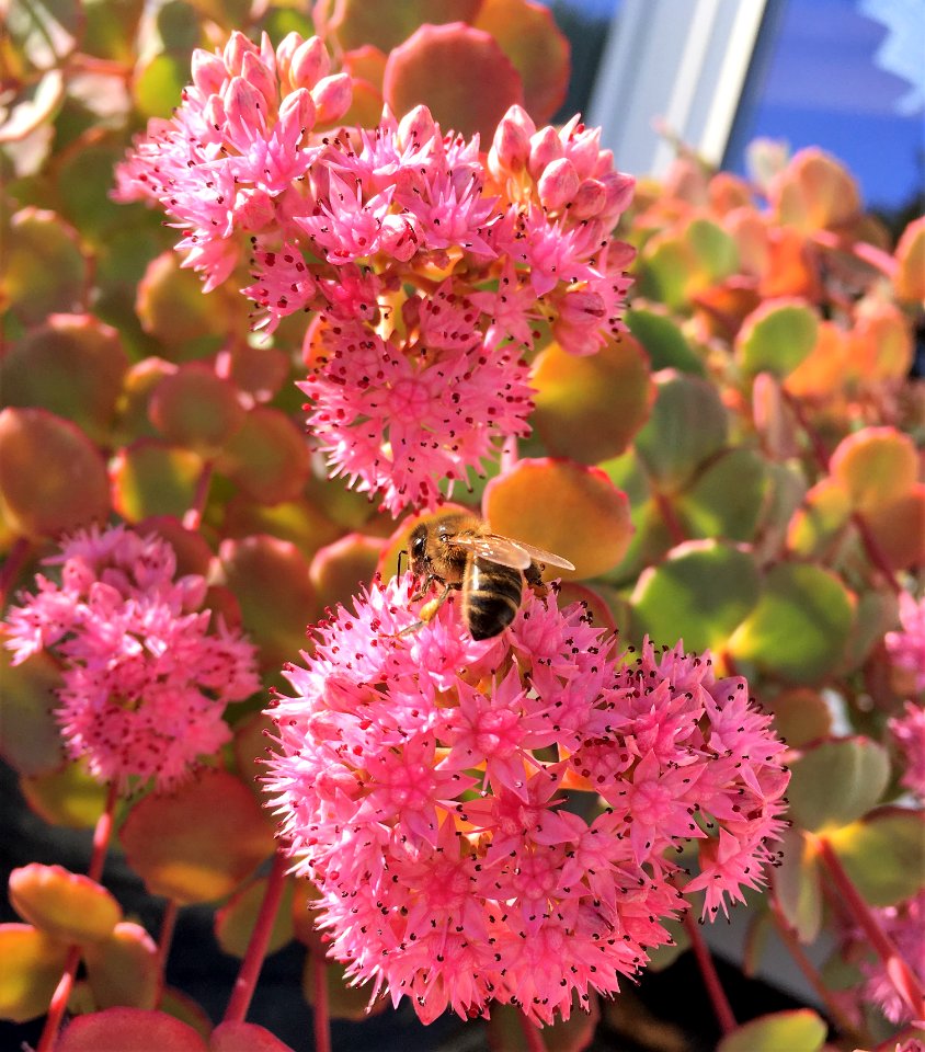 Bienen 3 