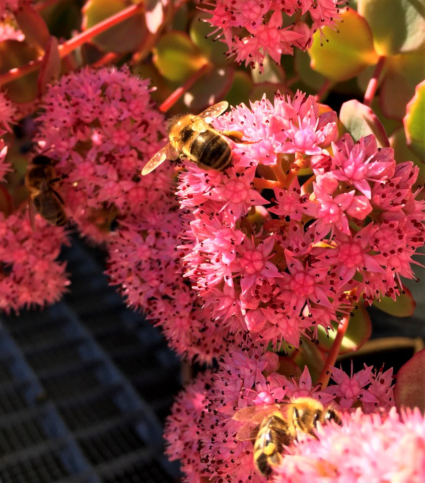 Bienen 1 