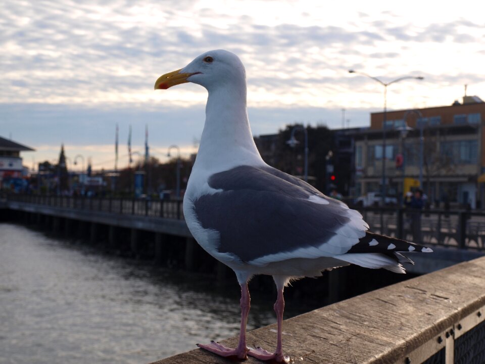 Water seagull seabird