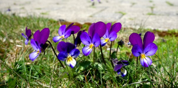 DSC01007 
