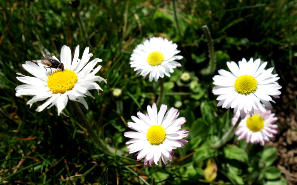 DSC01008 
