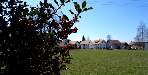 DSC00590 