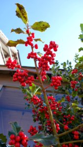 DSC00591 