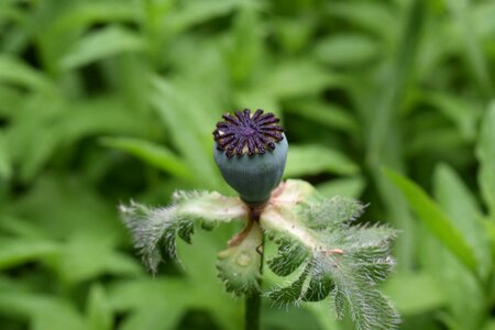 Summer garden green