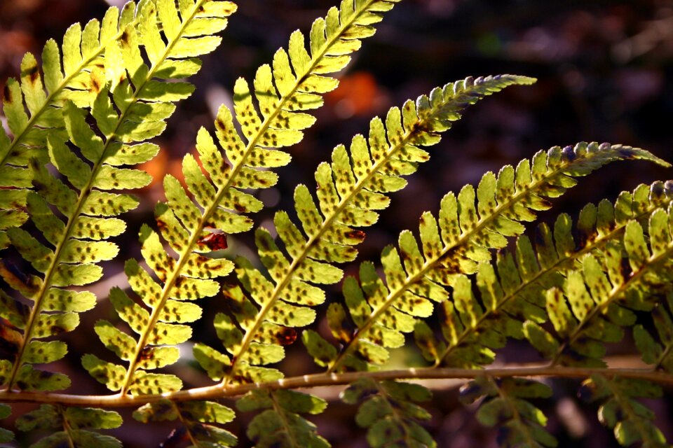 Bright leaves plant