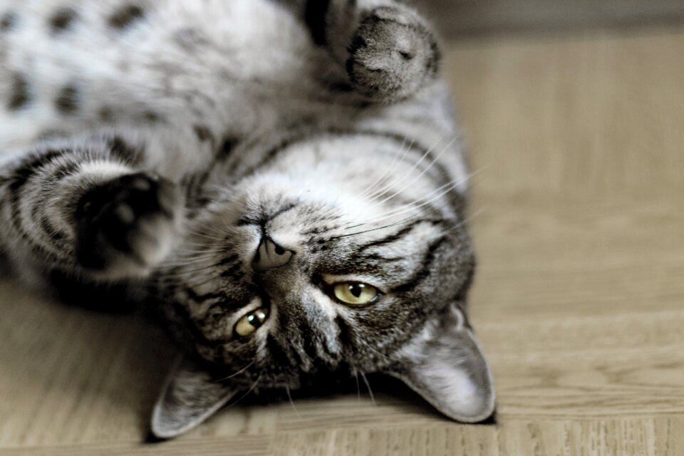 Pet animals domestic cat