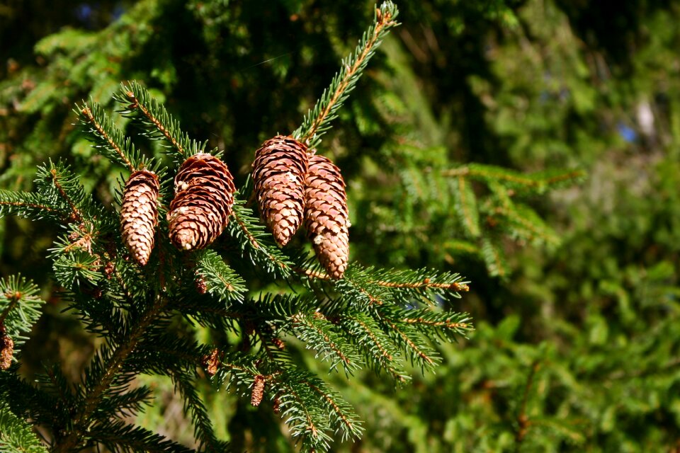 Conifer tap common spruce