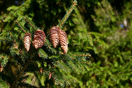 Conifer tap common spruce photo