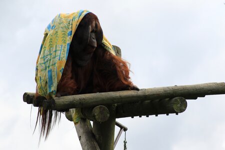 Wild animal nature