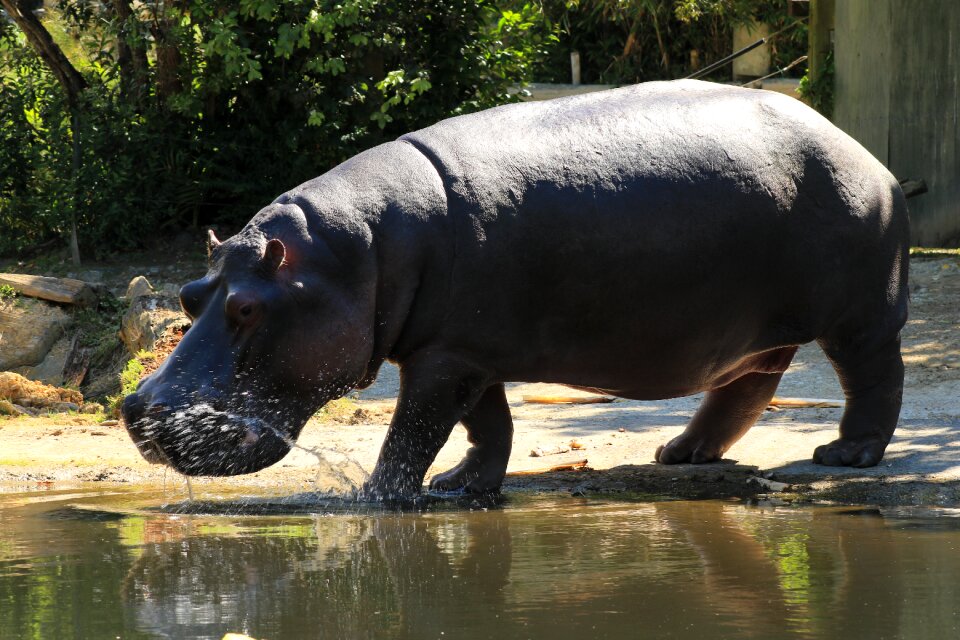 Zoo african natural