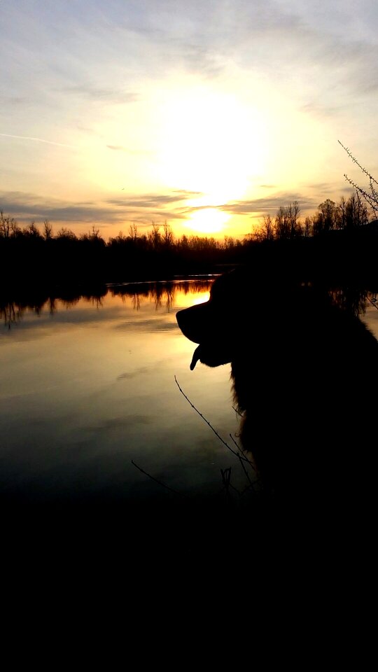 Black dog black sunset black lake