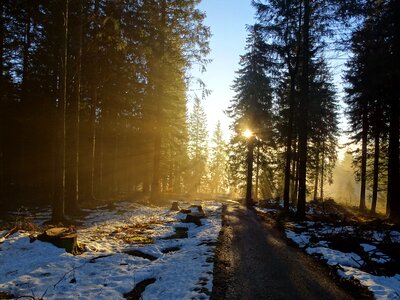 Mood winter fog