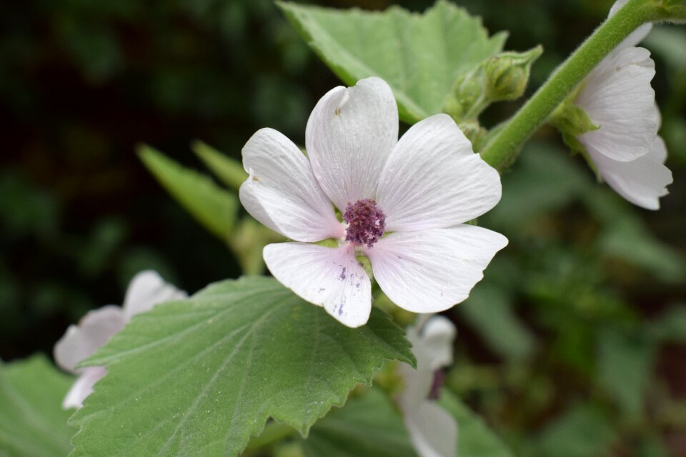 Plant flowers garden
