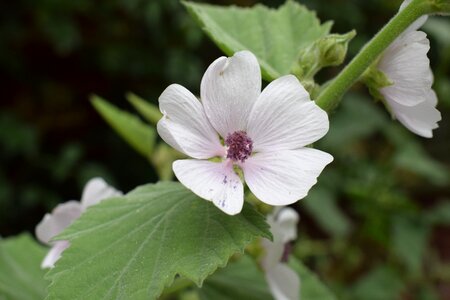 Plant flowers garden