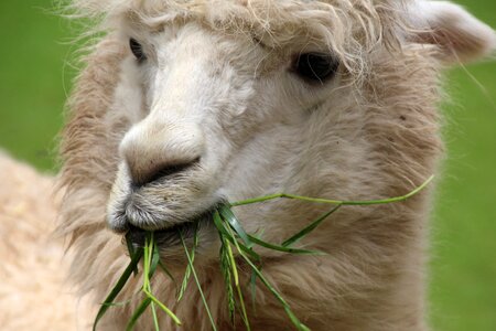 Animal world animal face