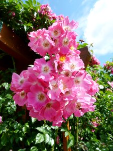 Plant rose pink