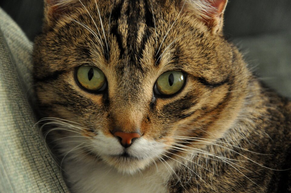 Eyes green feline