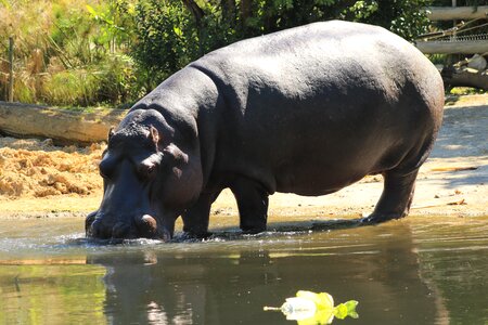 Wildlife nature africa photo